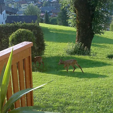 In Abtenau